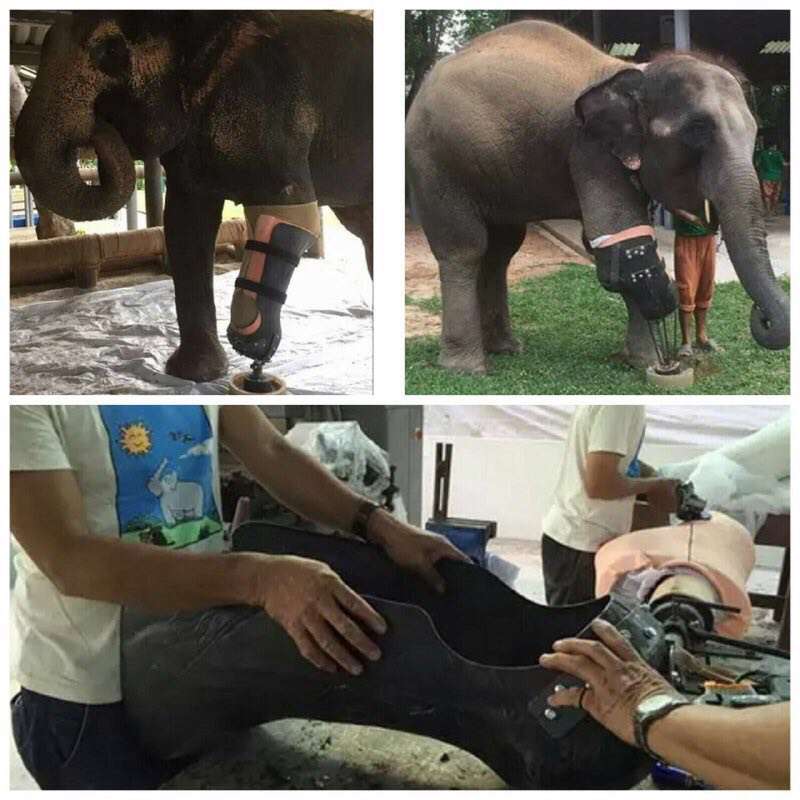 اولین فیل جهان با پای مصنوعی قادر به راه رفتن دوباره شد
جراح تایلندی برای فیلی که پایش را در انفجار مین از دست داده بود پای مصنوعی ساخت تا اولین فیل در جهان با پای مصنوعی باشد